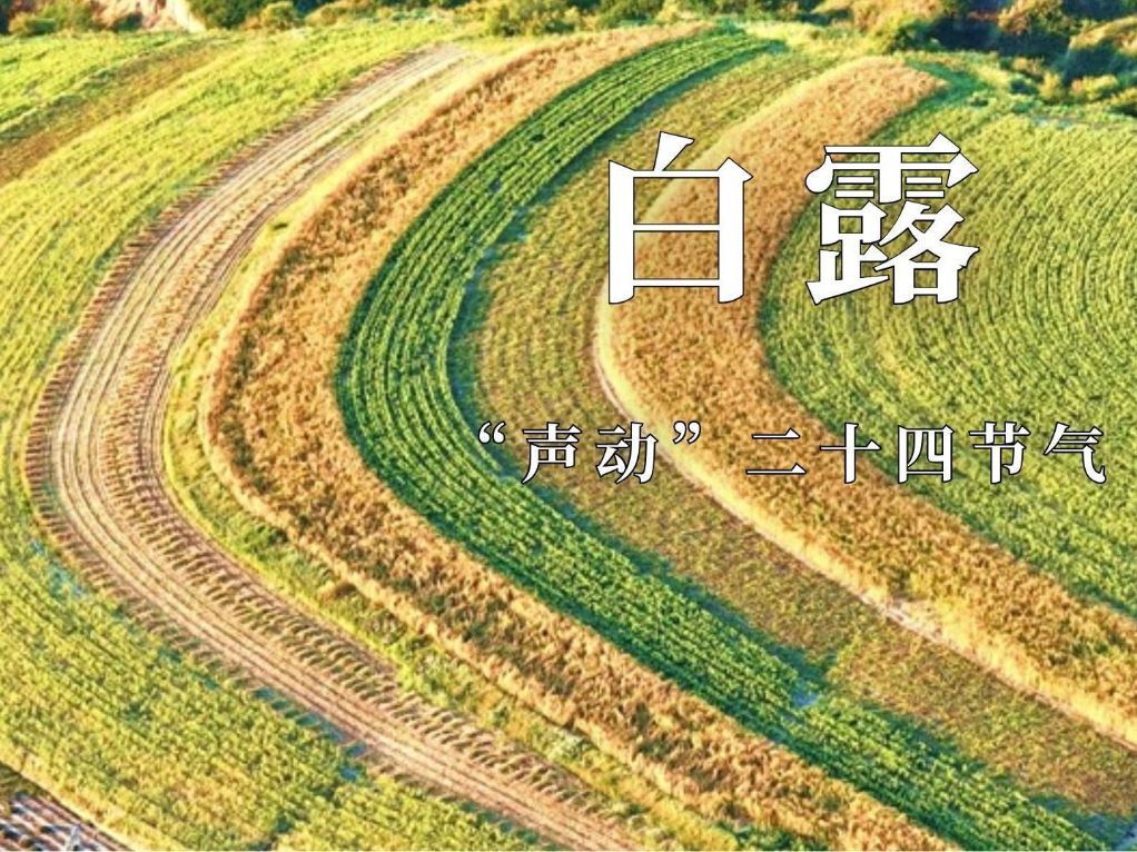 文化中国行｜“声动”二十四节气·白露