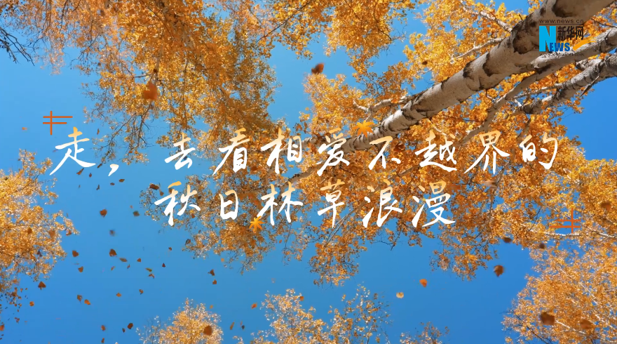 走，去看相爱不越界的秋日林草浪漫