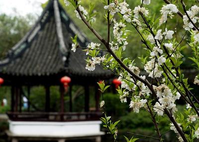 上海：古典園林春意濃