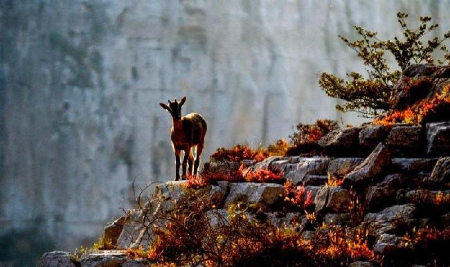 “岩羊爸爸”：在悬崖峭壁间守护山中精灵