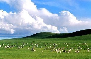 內蒙古羊肉地理