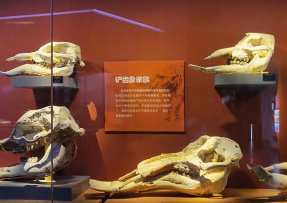 內蒙古古生物化石保護研究所揭牌