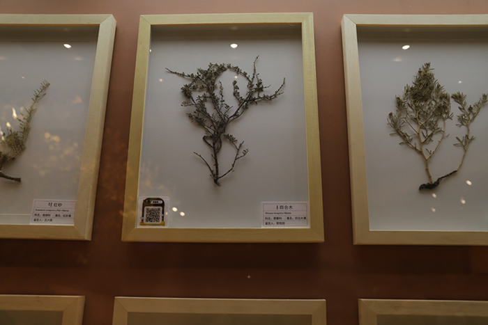 四合木——恐龍同時代的植物