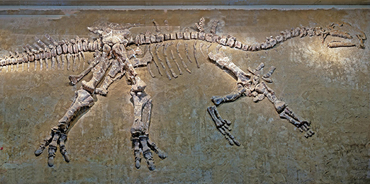 完美巴彥淖爾龍——我國發現最完整的禽龍類化石