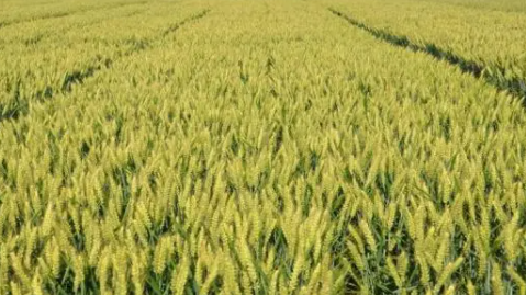 乌拉特后旗：麦后复种拓宽农民增收渠道