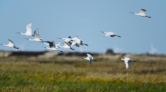 世界珍稀鳥類白鶴等近萬只候鳥過境內蒙古興安盟