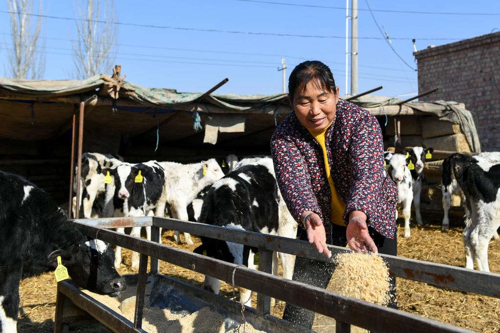 内蒙古临河：养牛产业促增收