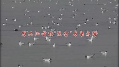 万只红嘴鸥“聚会”乌梁素海