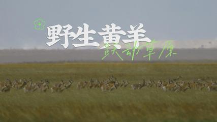 【“飞阅”中国】野生黄羊 跃动草原