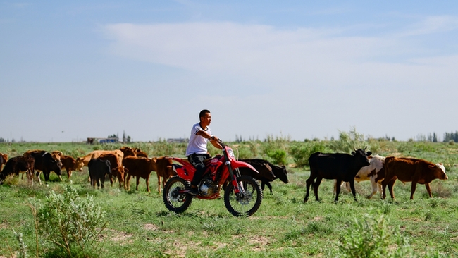 内蒙古鄂尔多斯：藏牛于户 牧民致富