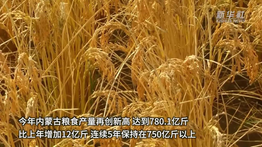 内蒙古粮食产量创新高达780.1亿斤