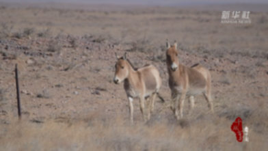 内蒙古：苏尼特草原迎来蒙古野驴