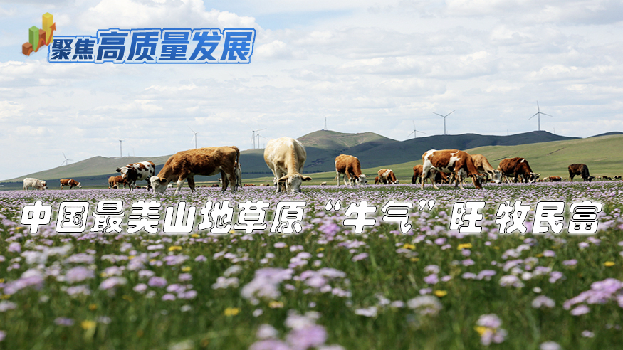 中国最美山地草原“牛气”旺 牧民富