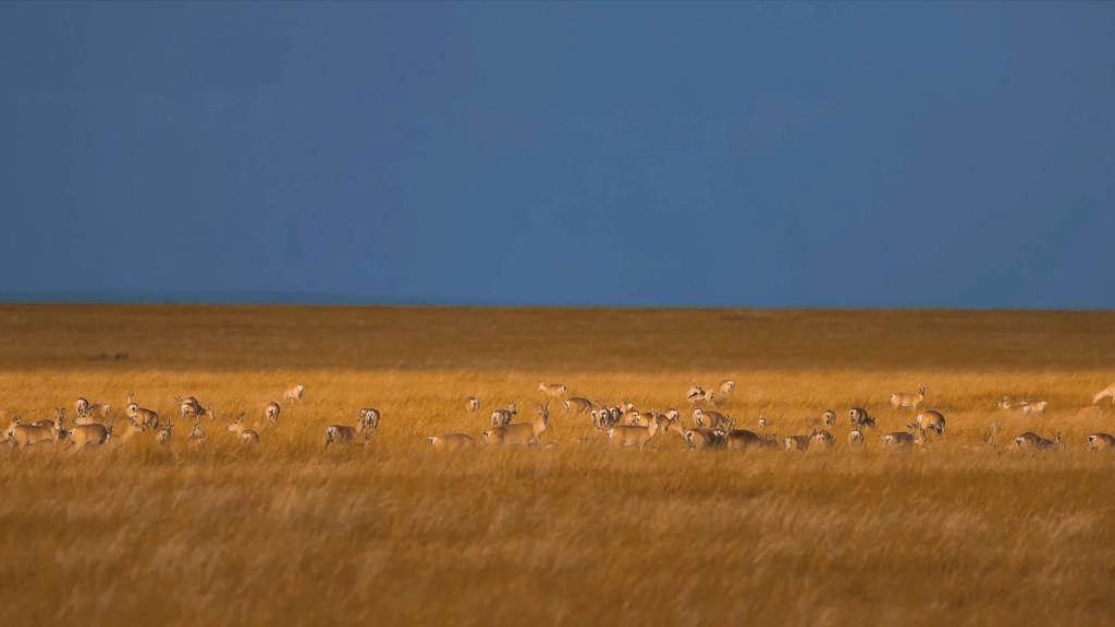 千只黄羊现身内蒙古巴尔虎黄羊自治区级自然保护区