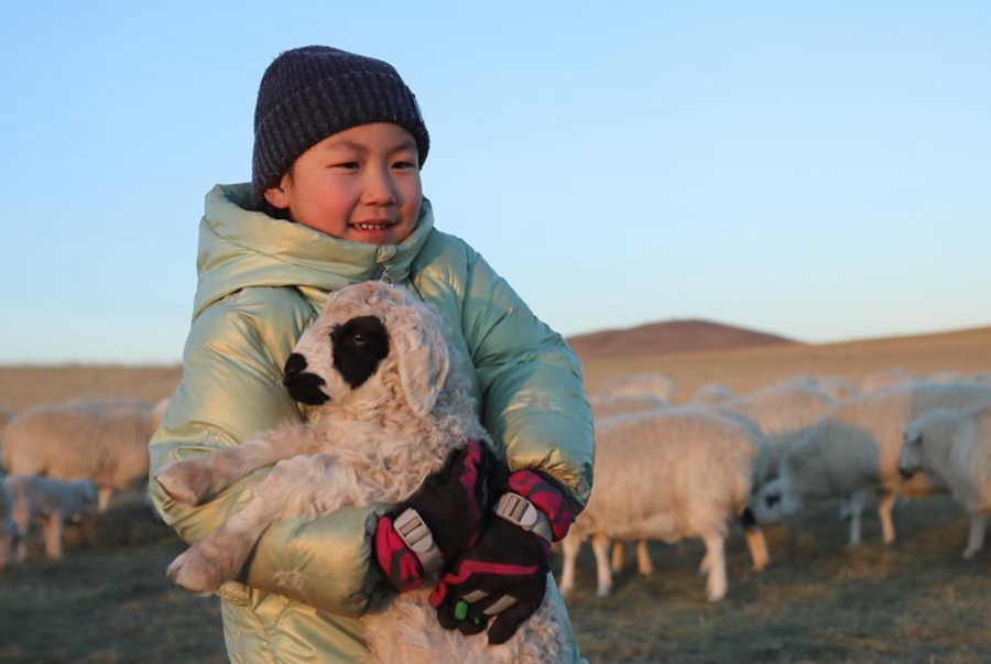 新華全媒+丨四季牧歌：錫林郭勒草原上的“春日牧歌”