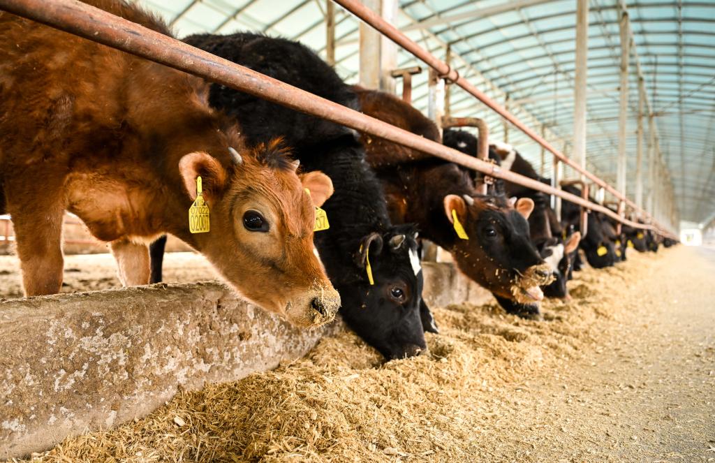 內蒙古通遼：發展牛産業 做好“牛文章”