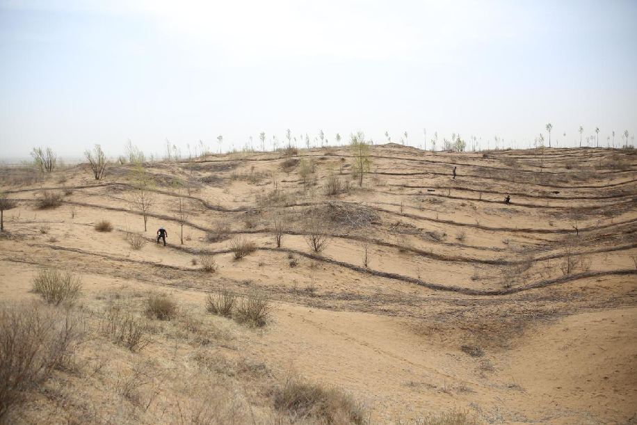 显影中国｜两代人40年接力 3000亩沙地变绿洲