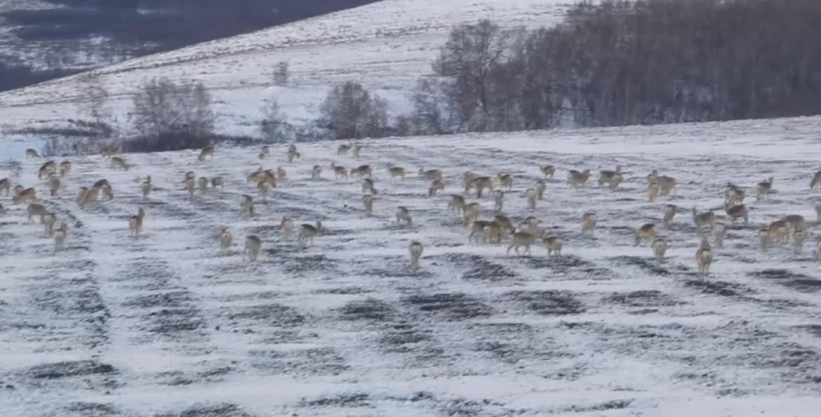 我们每天到山上巡护总能拍到野鸡,狍子,今年黄羊也多了","咱们检查站